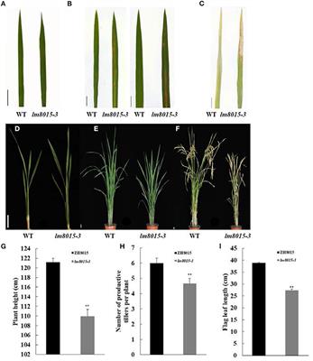 Identification and Gene Mapping of the Lesion Mimic Mutant lm8015-3